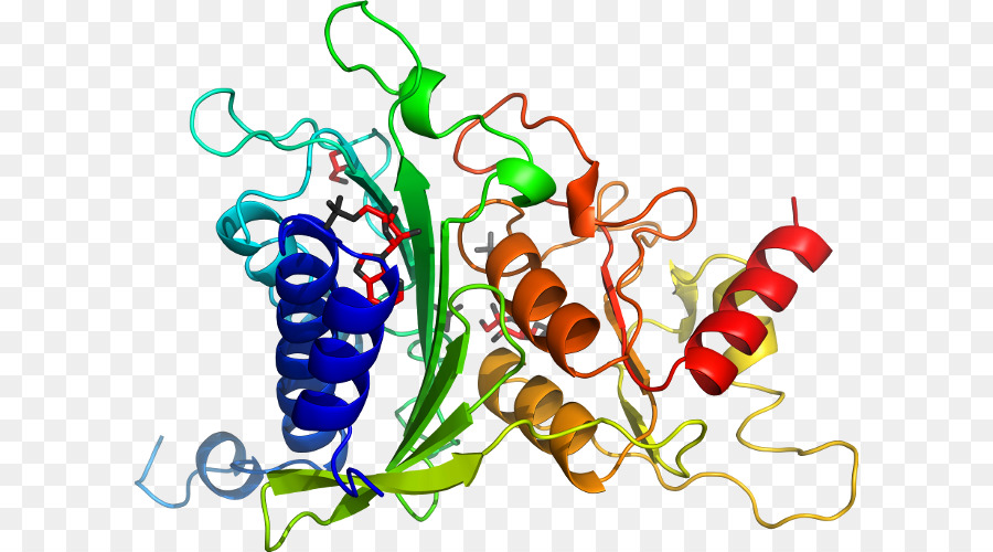 Estructura De La Proteína，Molécula PNG