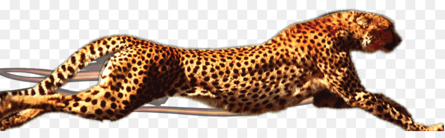 Leopard，Cheetah PNG