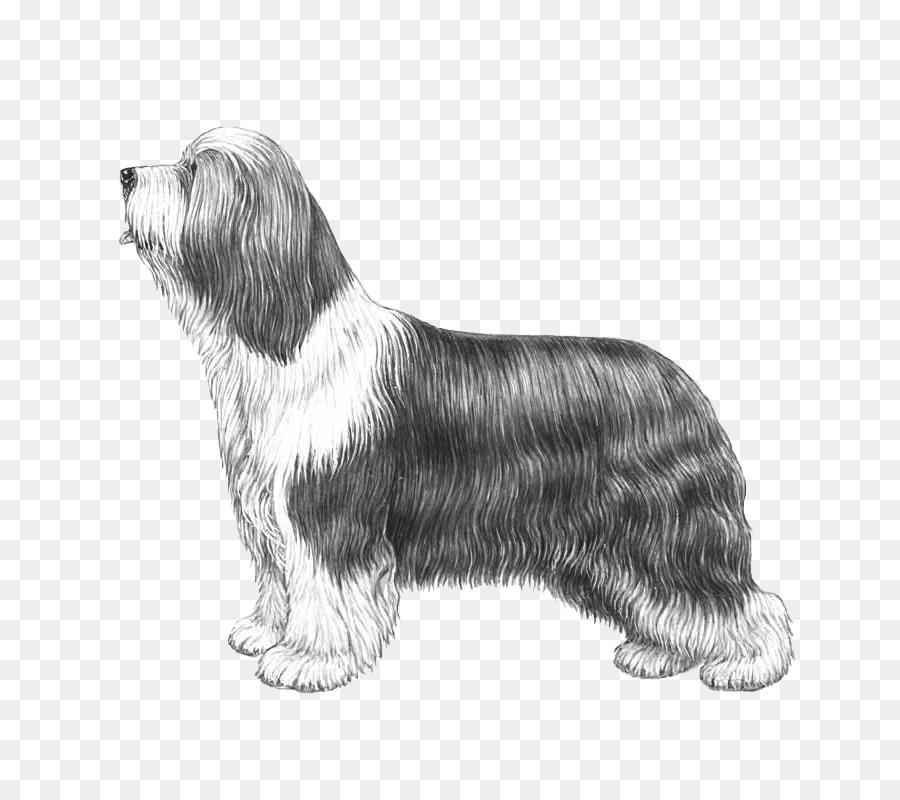 Bearded Collie，Glen PNG