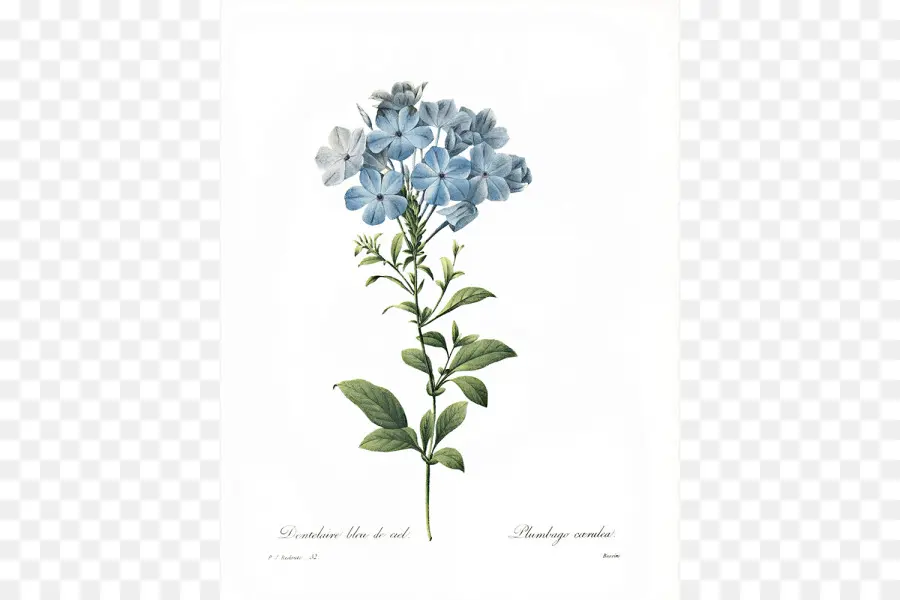 Ilustración De Flor Azul，Botánico PNG