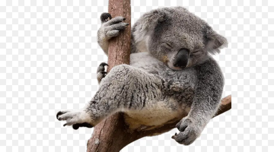 Koala Durmiendo，Coala PNG