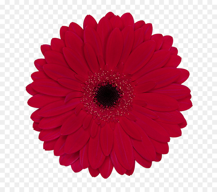 Flor，Rojo PNG