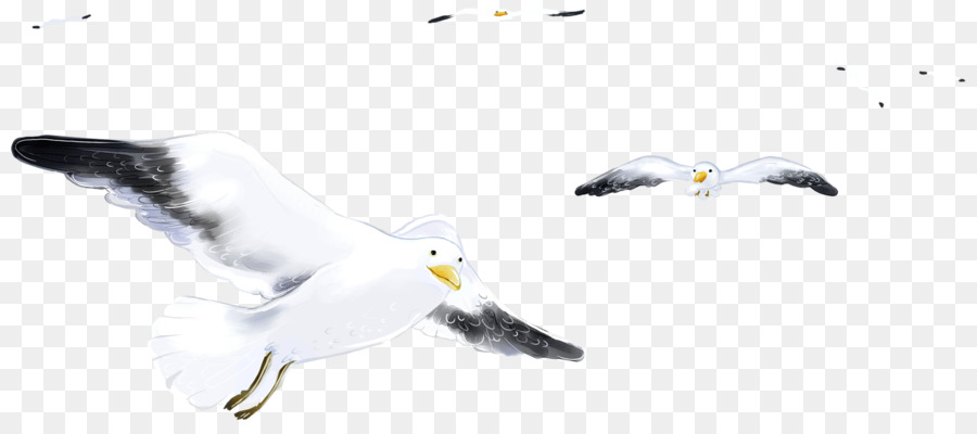 Gaviotas，Vuelo PNG