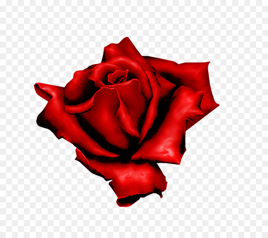 Rosa，Rojo PNG