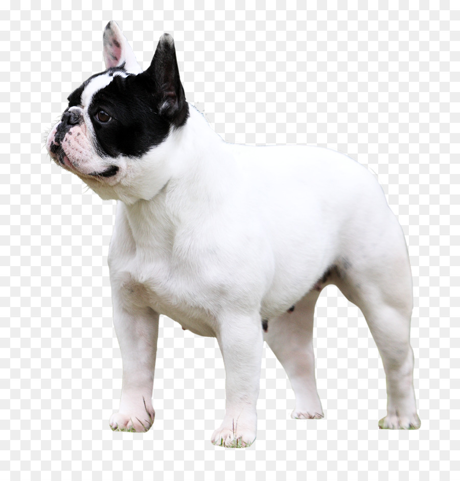 Toy Bulldog，Bulldog Francés PNG