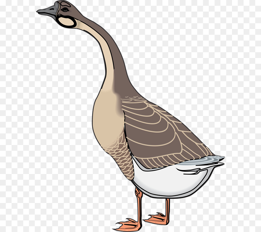 Ganso，Pato PNG