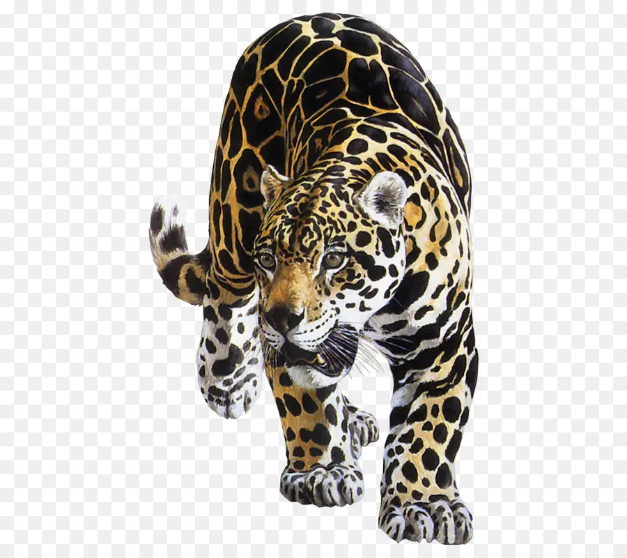 Leopardo，Manchas PNG