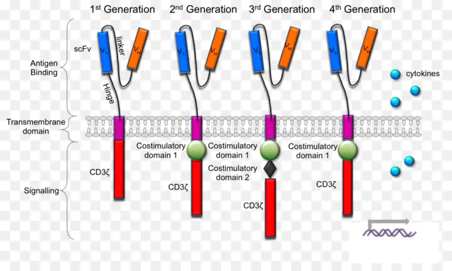 Receptor De Antígeno Quimérico，De Células T PNG