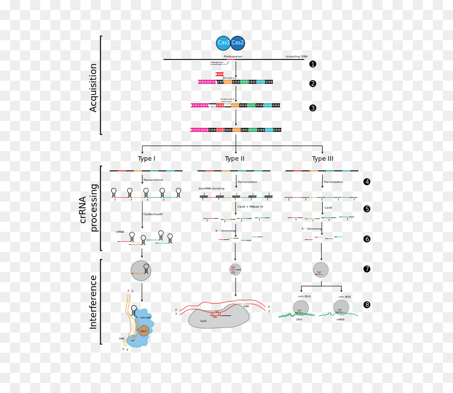 Crispr，Interferencia De Arn PNG