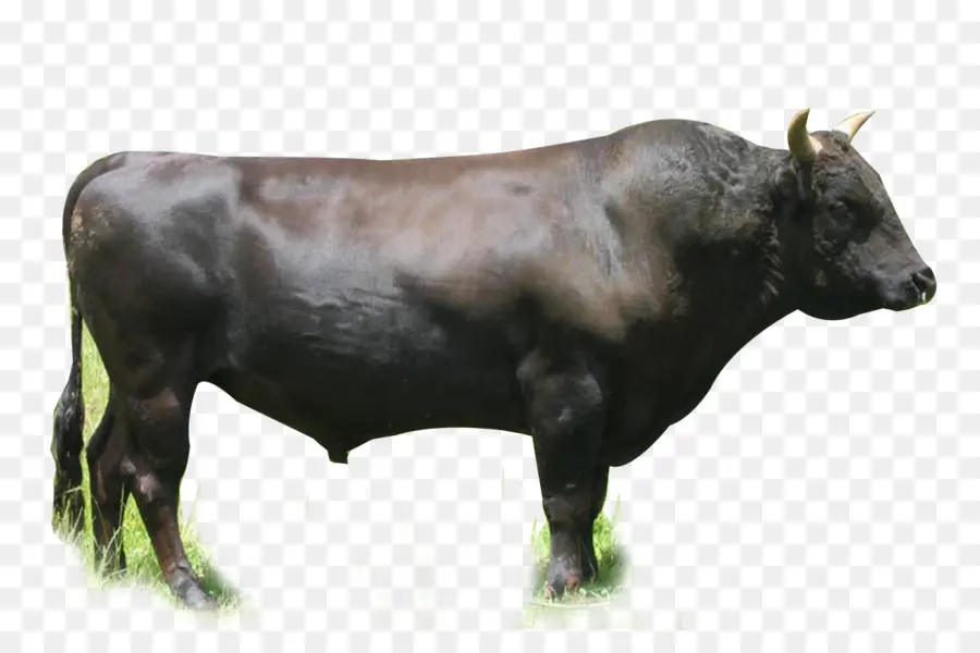 Galloway Ganado，British Ganado Blanco PNG