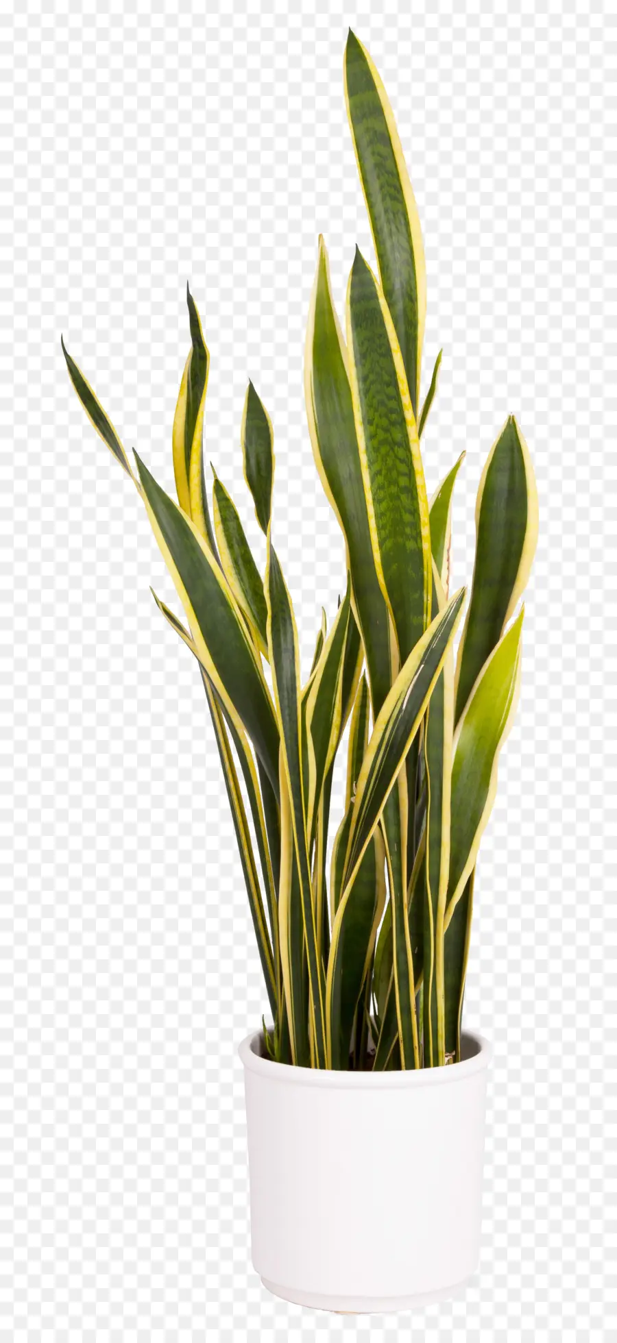 Planta Serpiente，Verde PNG