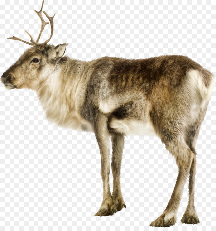 Reindeer，Photography PNG
