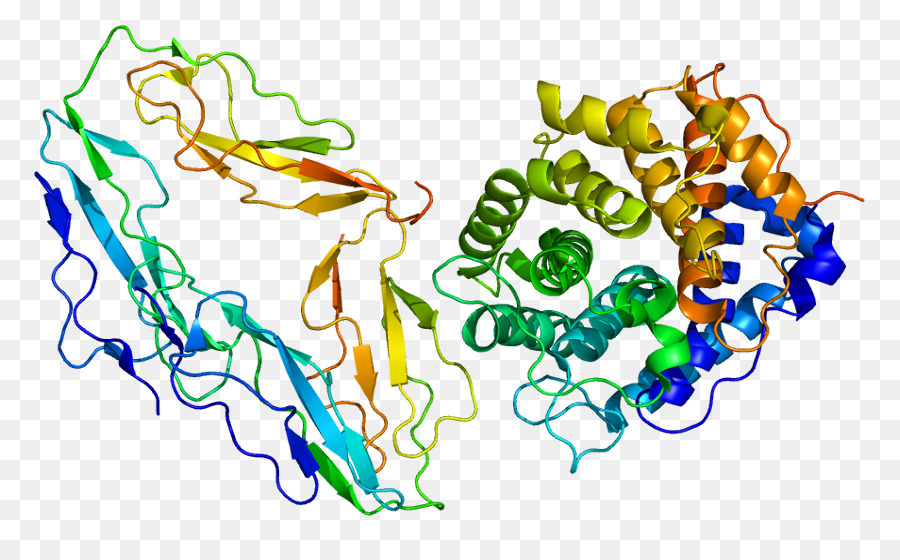 El Receptor De Complemento A 2，El Receptor De Complemento PNG