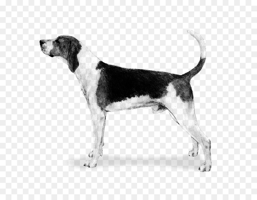 Aguilucho，Treeing Walker Coonhound PNG