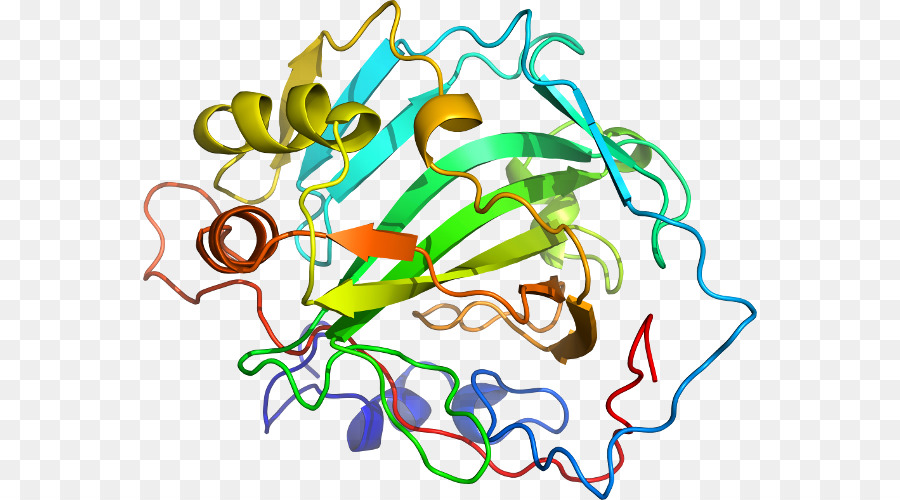 Estructura De La Proteína，Biología PNG