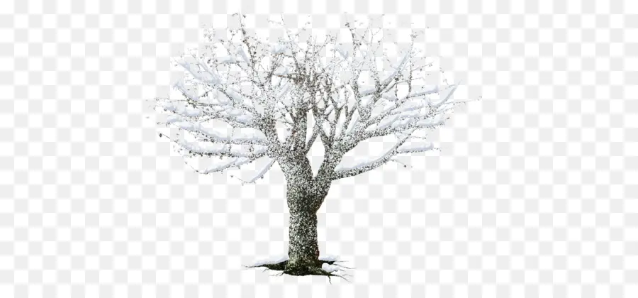 Blanco，árbol PNG