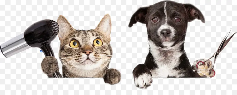 Gato Y Perro，Secador De Pelo PNG