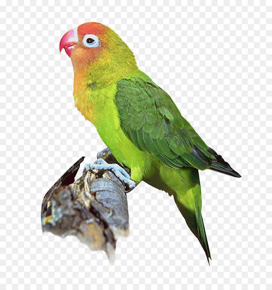 Pájaro，Periquito PNG