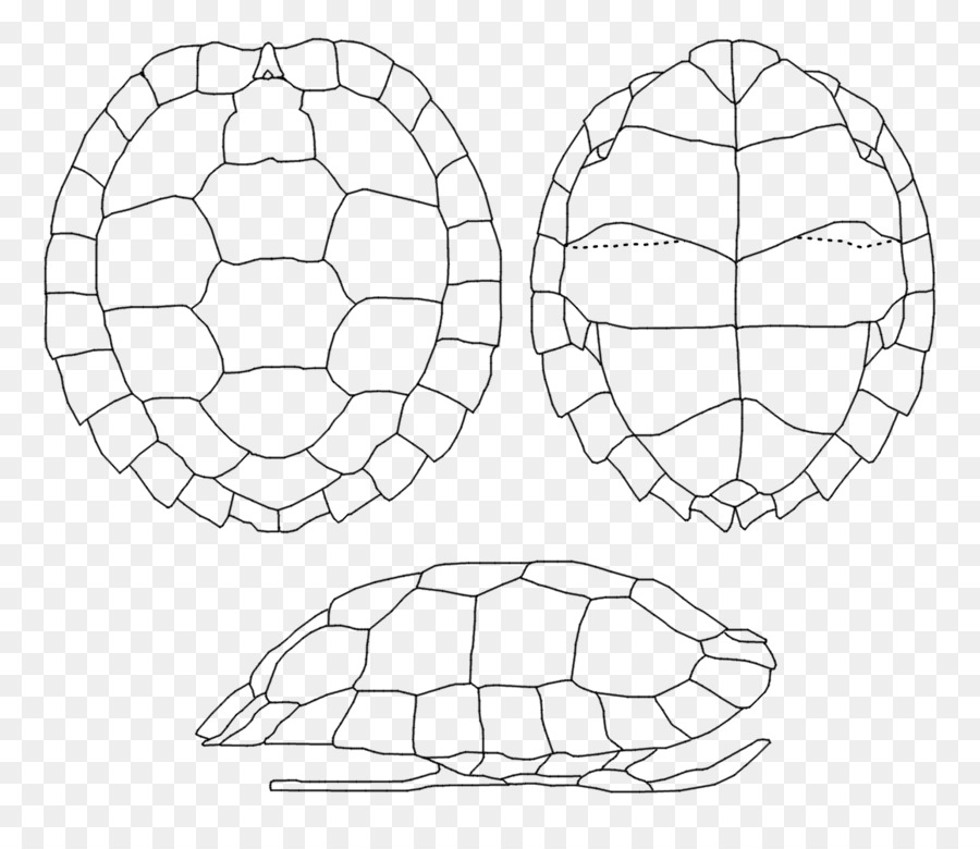 Tortuga，Fondo De Escritorio PNG