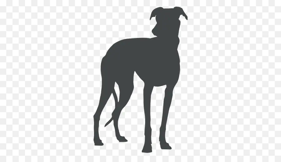 Gran Danés，Greyhound PNG