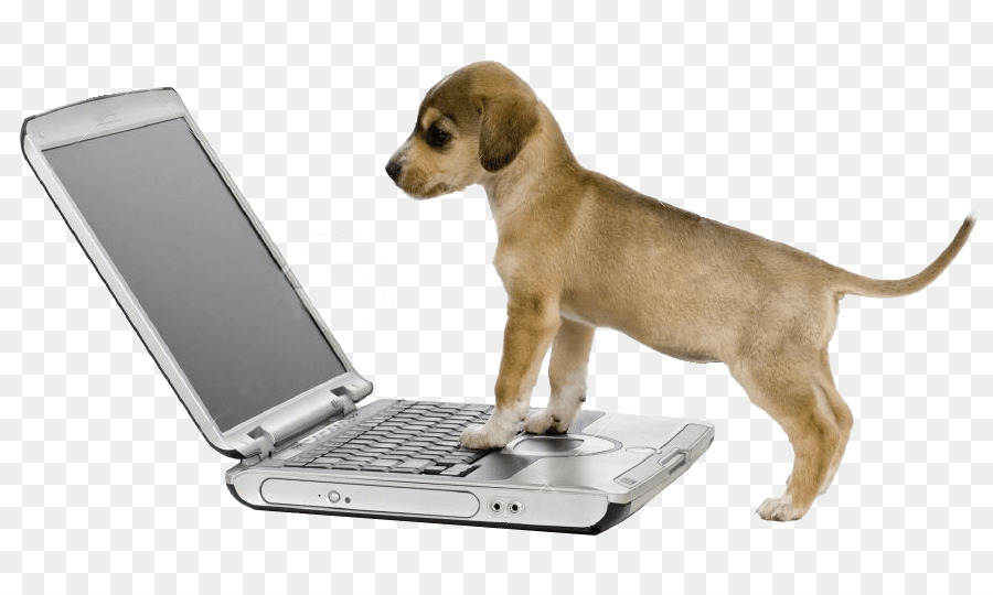 Raza De Perro，Cachorro PNG