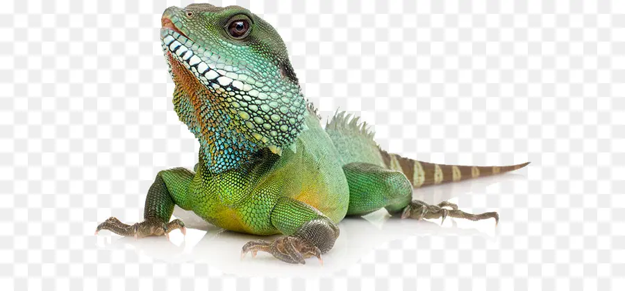 Iguana，Reptil PNG