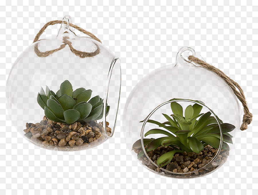 Bola De Cristal，Planta Suculenta PNG