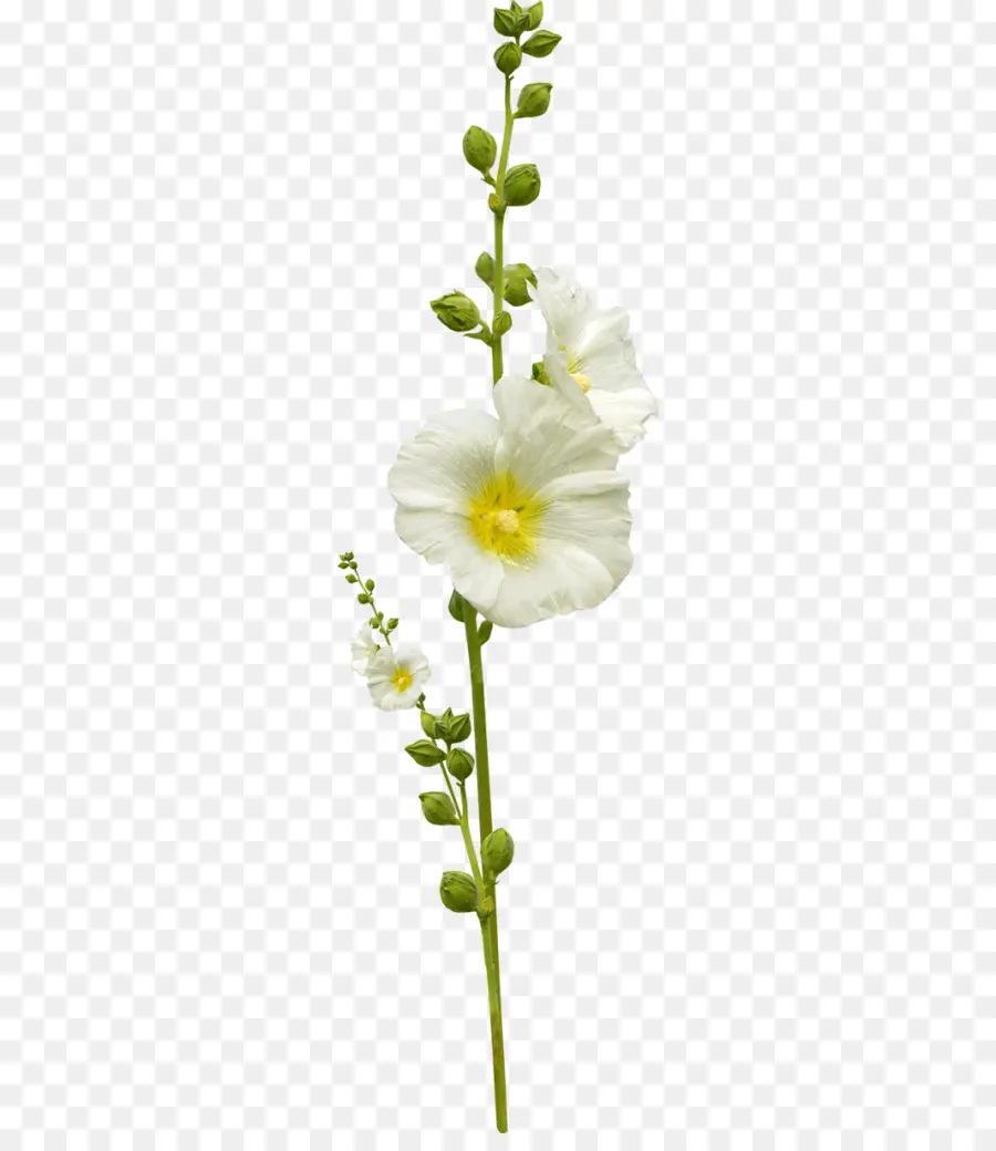 Flor Blanca，Provenir PNG