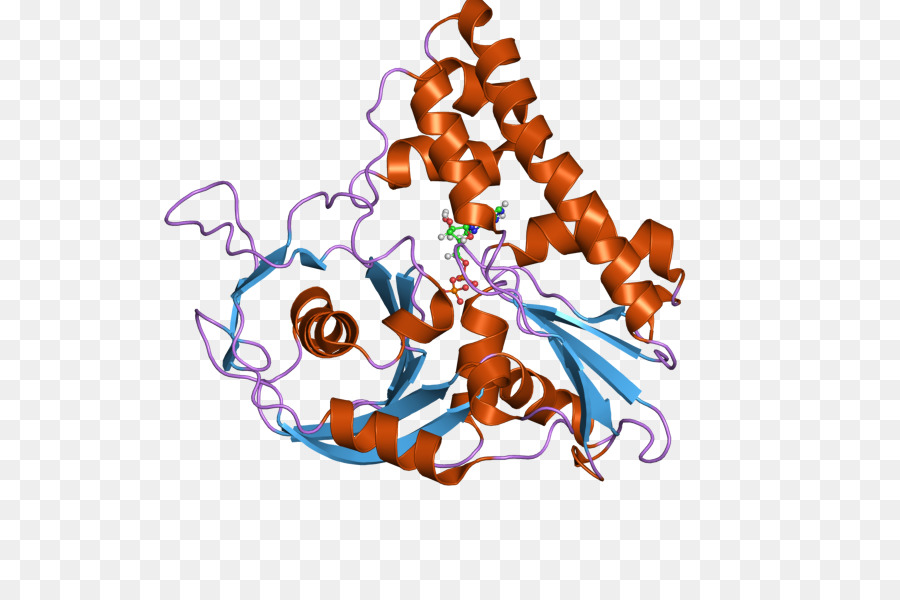 Parm，Proteína PNG