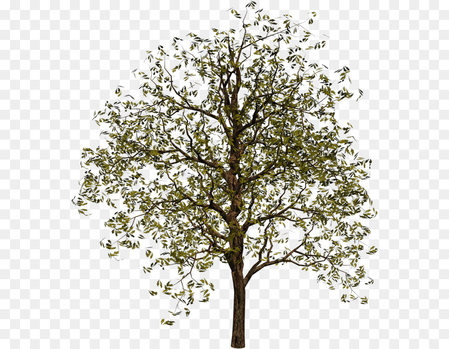 árbol，Información PNG