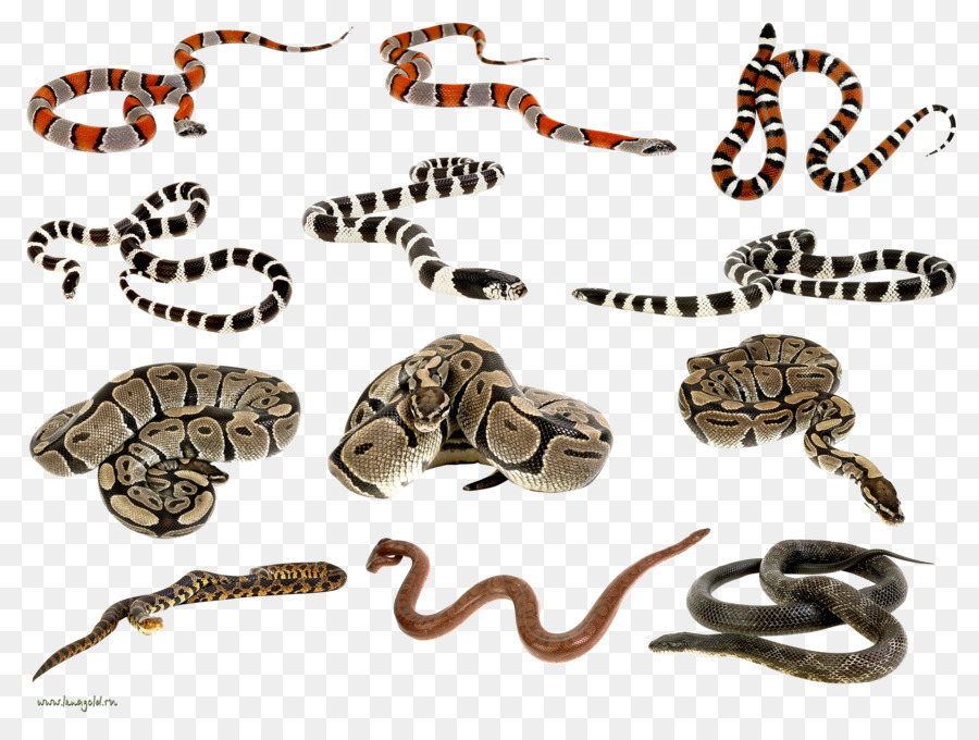 La Serpiente，Reptiles PNG