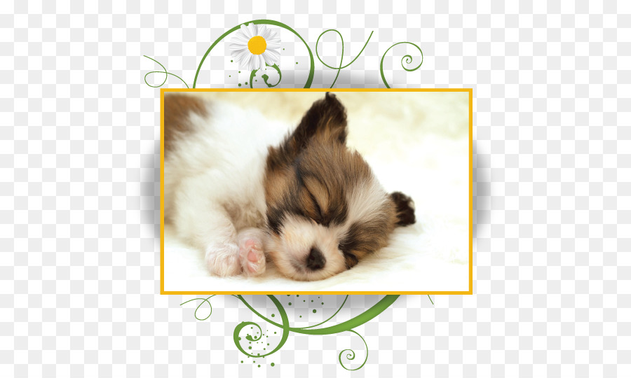 Papillon Perro，Cachorro PNG