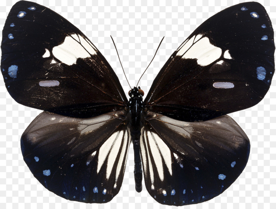 Brushfooted Mariposas，Mariposa PNG