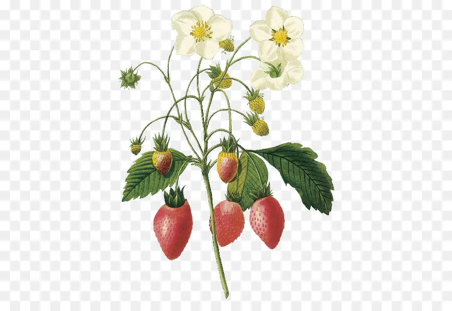 Fresa，Choix Des Plus Belles Fleurs PNG