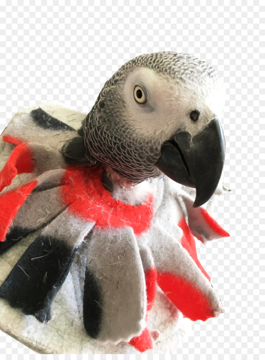 Guacamayo，Loro PNG