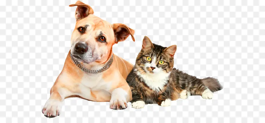 Gato Y Perro，Mascota PNG