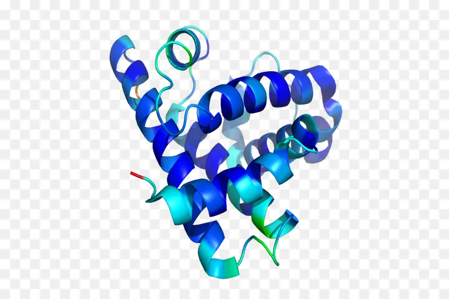 La Estructura De La Proteína，La Proteína PNG