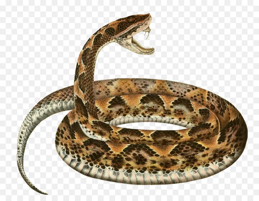 La Serpiente，Boa Constrictor PNG