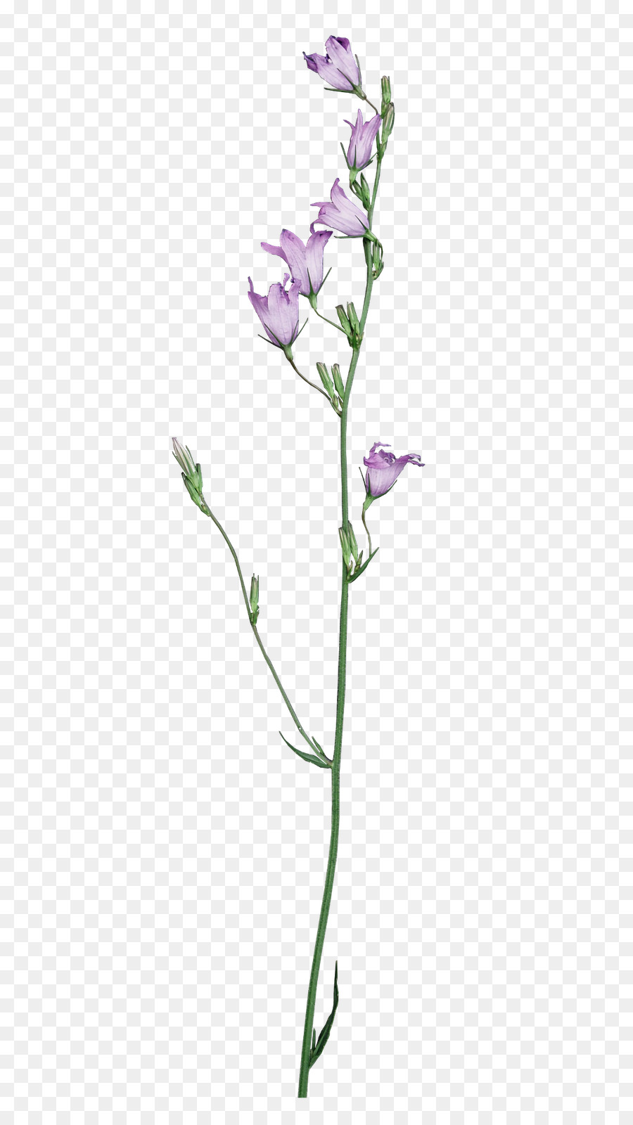 Cortar Flores，Vástago PNG