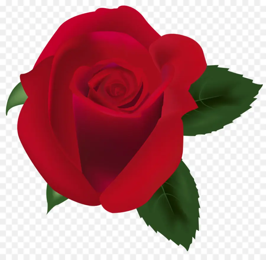 Rosa Roja，Floración PNG