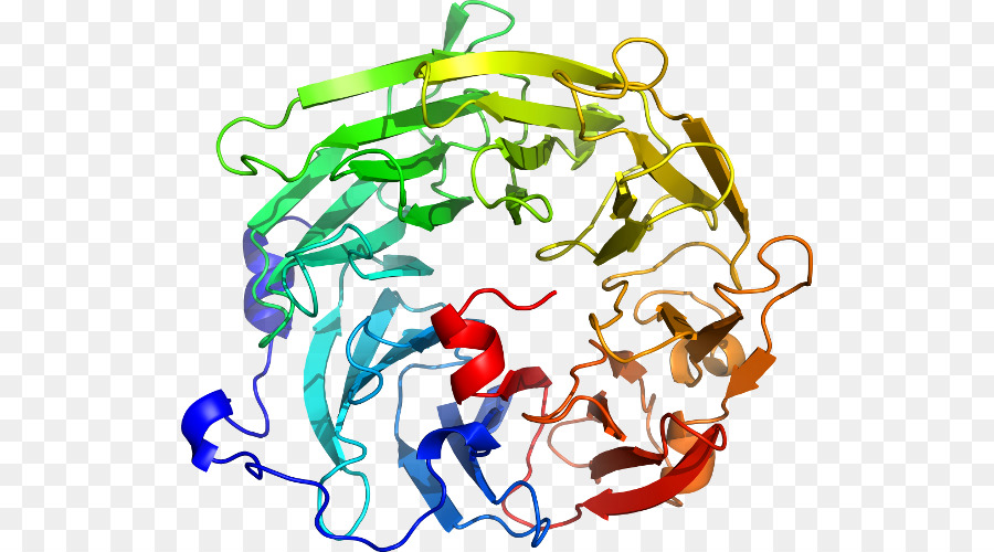 Estructura De La Proteína，Biología PNG