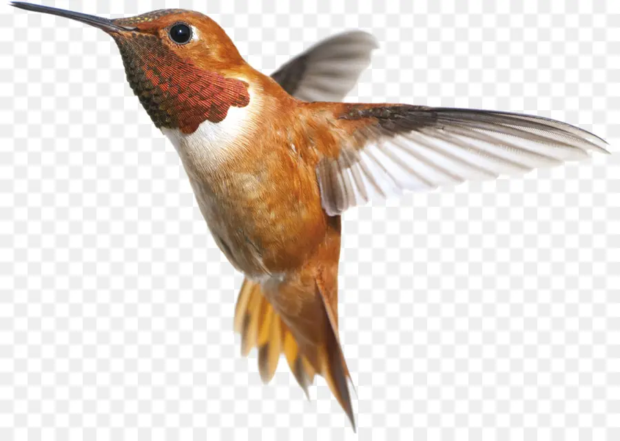 Colibrí，Pájaro PNG