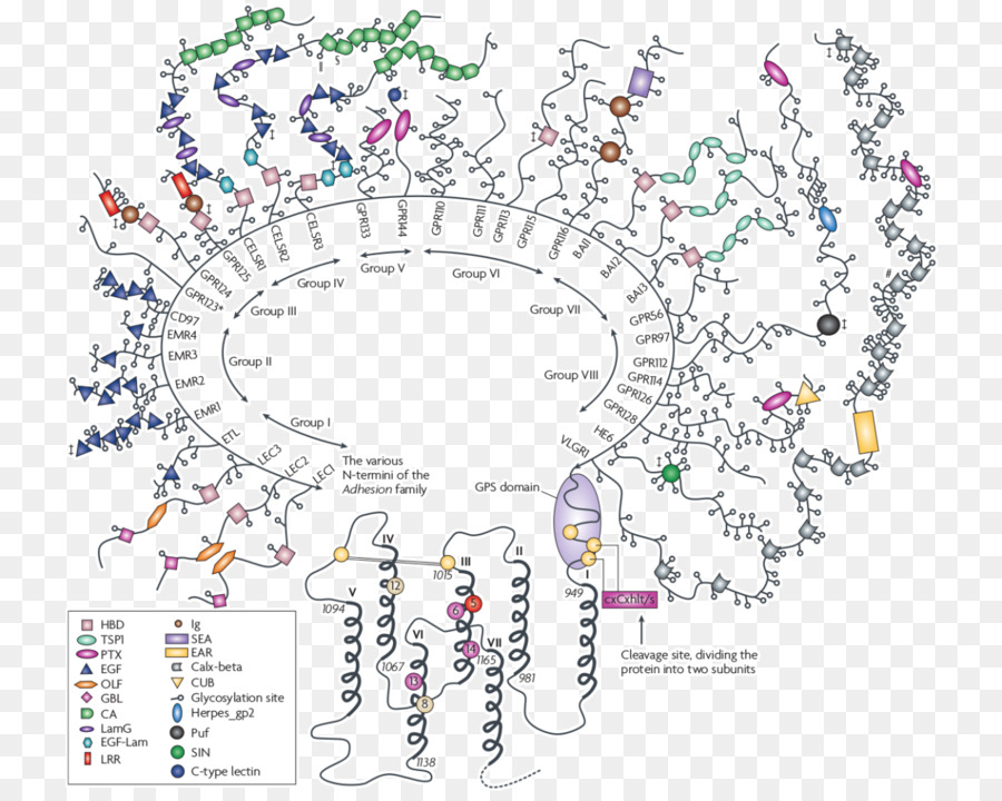 G Proteincoupled Receptor，La Proteína G PNG