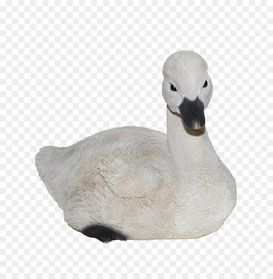 Cygnini，Pato PNG