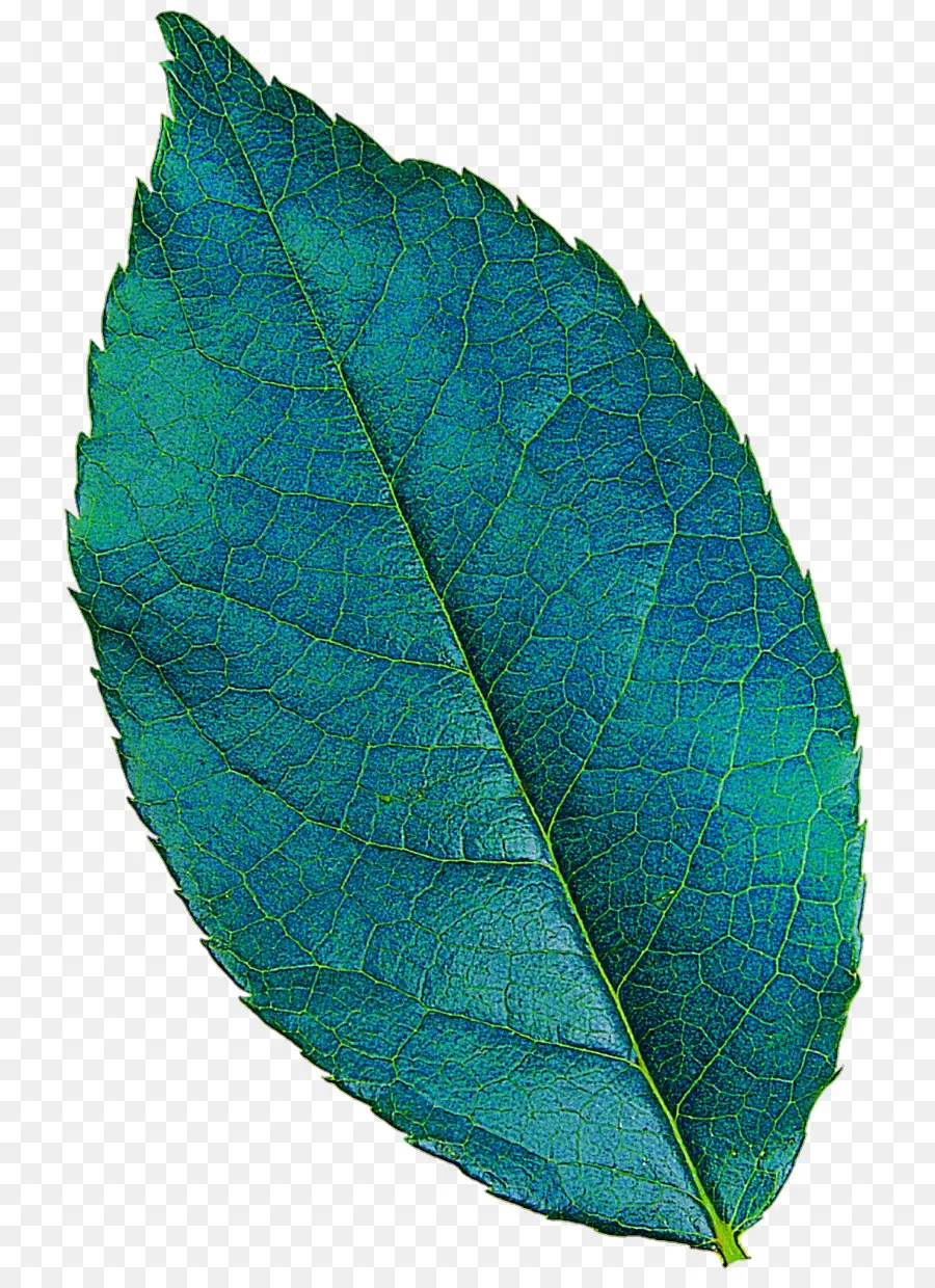 Hoja Azul，Hoja PNG