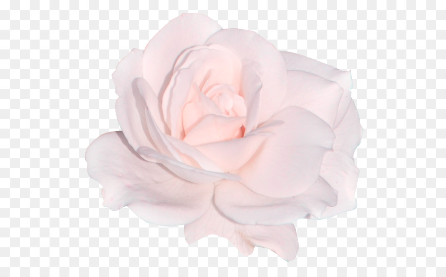 Rosas De Jardín，Rosa De Repollo PNG