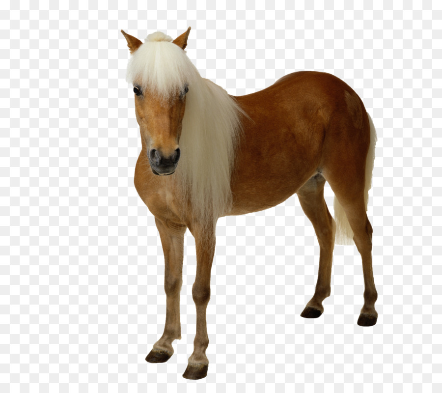 Caballo，Iconos De Equipo PNG