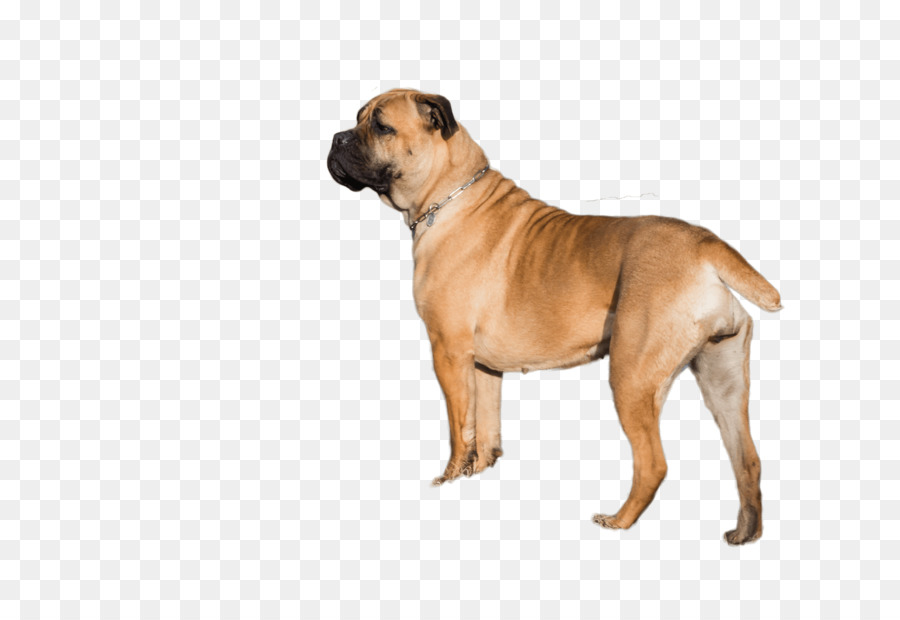 Bullmastiff，Boerboel PNG