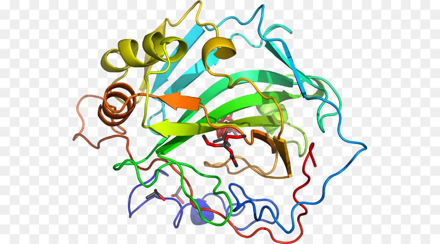 Estructura De La Proteína，Biología PNG