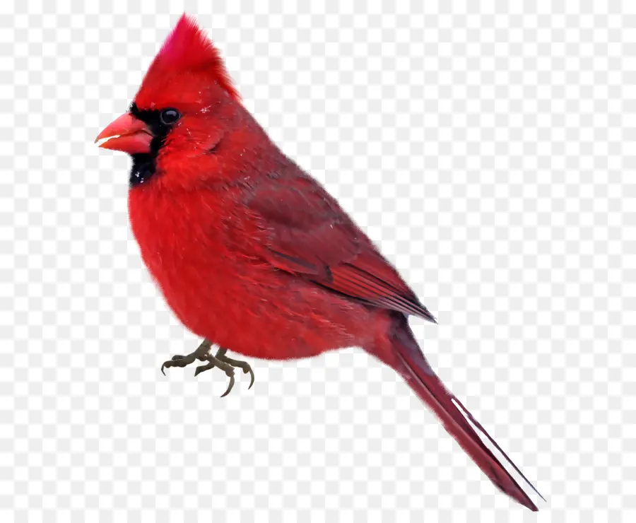 Pájaro Rojo，Pájaro PNG